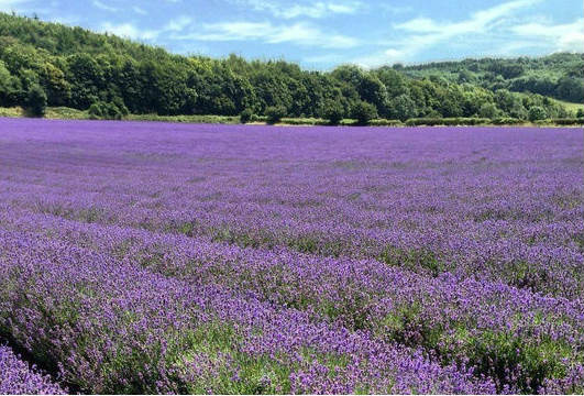 English lavender fields