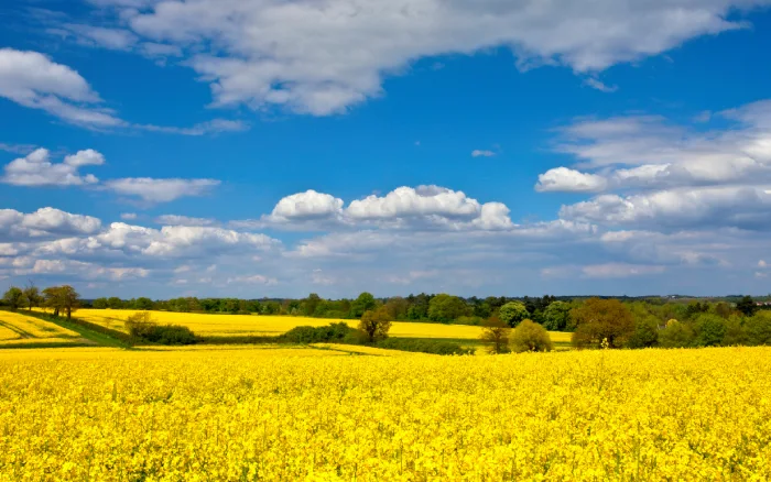 Suffolk countryside