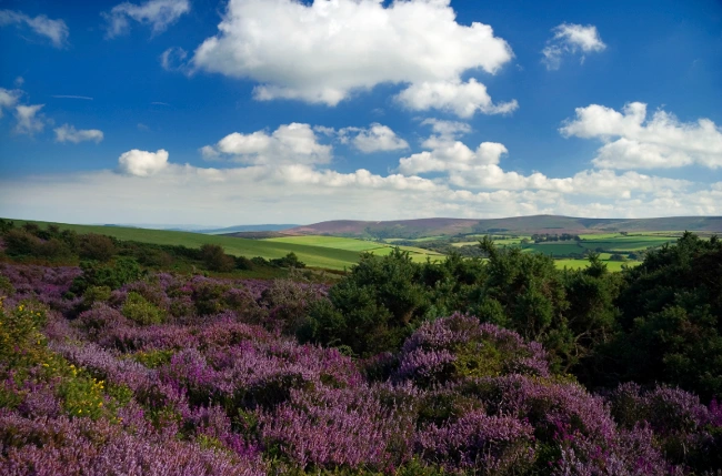 Exmoor Landscape