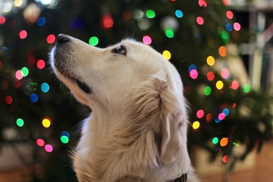 Dog by Christmas tree