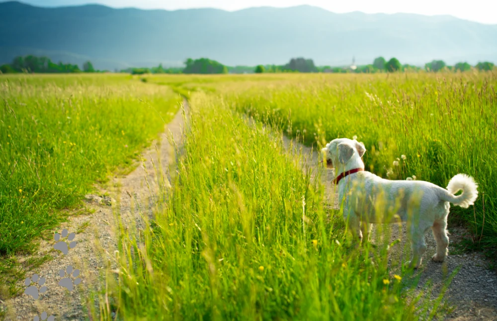 Dog exploring countryside
