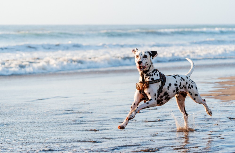 Dog running along the beach