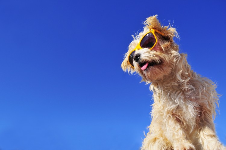 Dog enjoying the sunshine on holiday