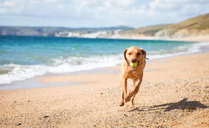 Pet-friendly coastal break