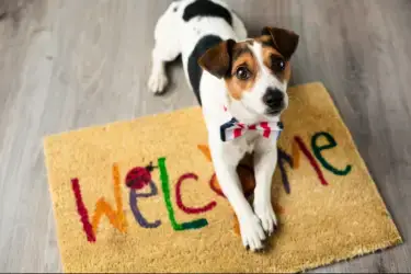 Pets welcome for free