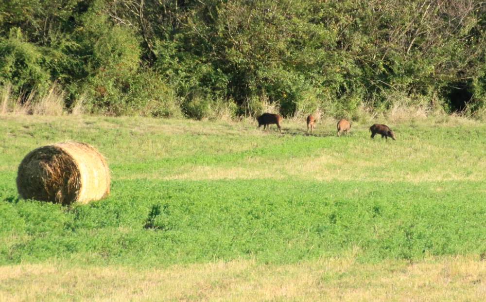 Wild boar on farm