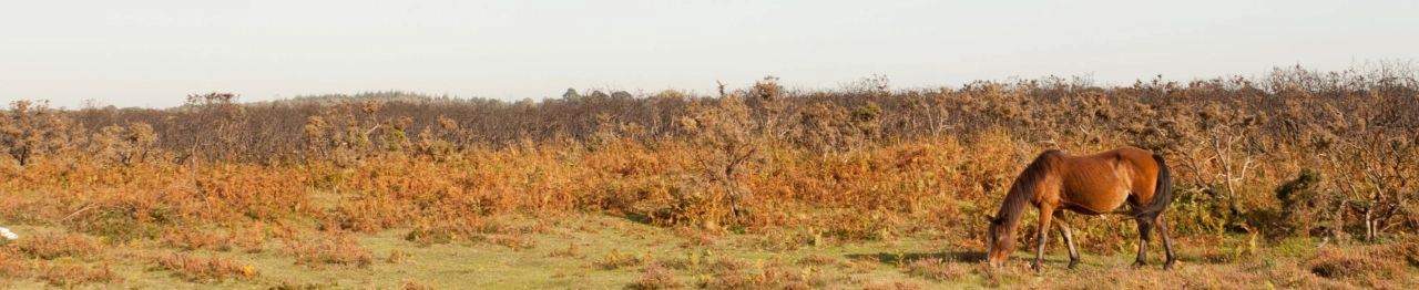 New Forest National Park, Hampshire holiday