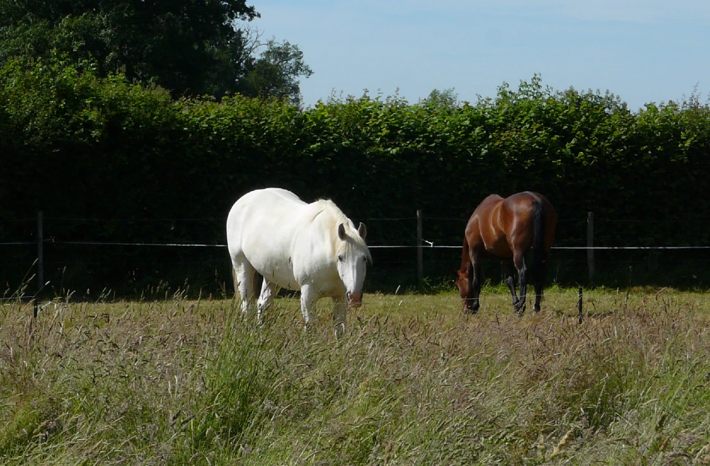 Horses in field