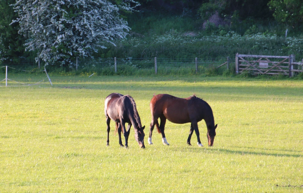 Horses for riding
