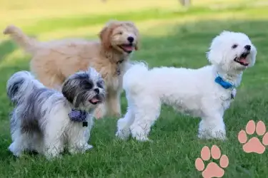 Multi dogs holiday England