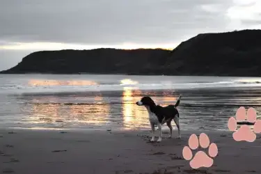 Multi-dogs break Wales