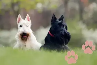 Multi-dog holiday Scotland