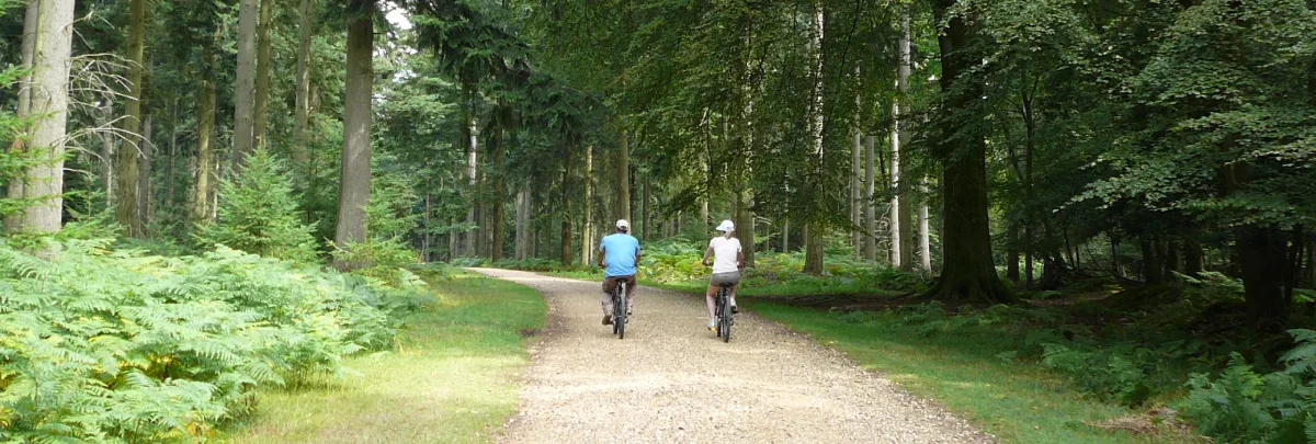 New Forest National Park