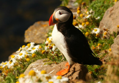 Puffins