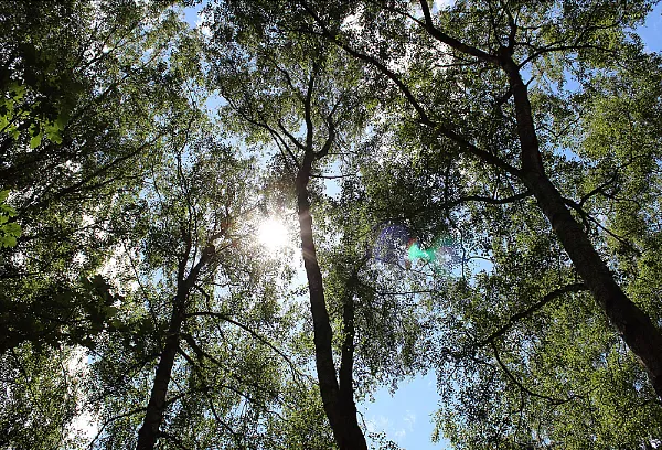 Thetford Forest Park