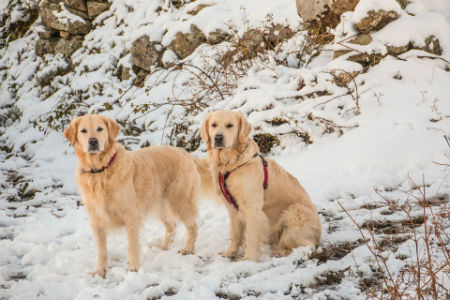 Dogs in the Brecon Beacons