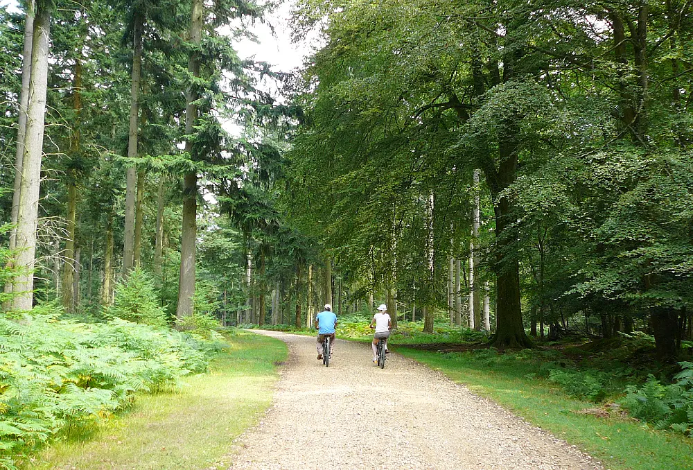 Cycling in the New Forest