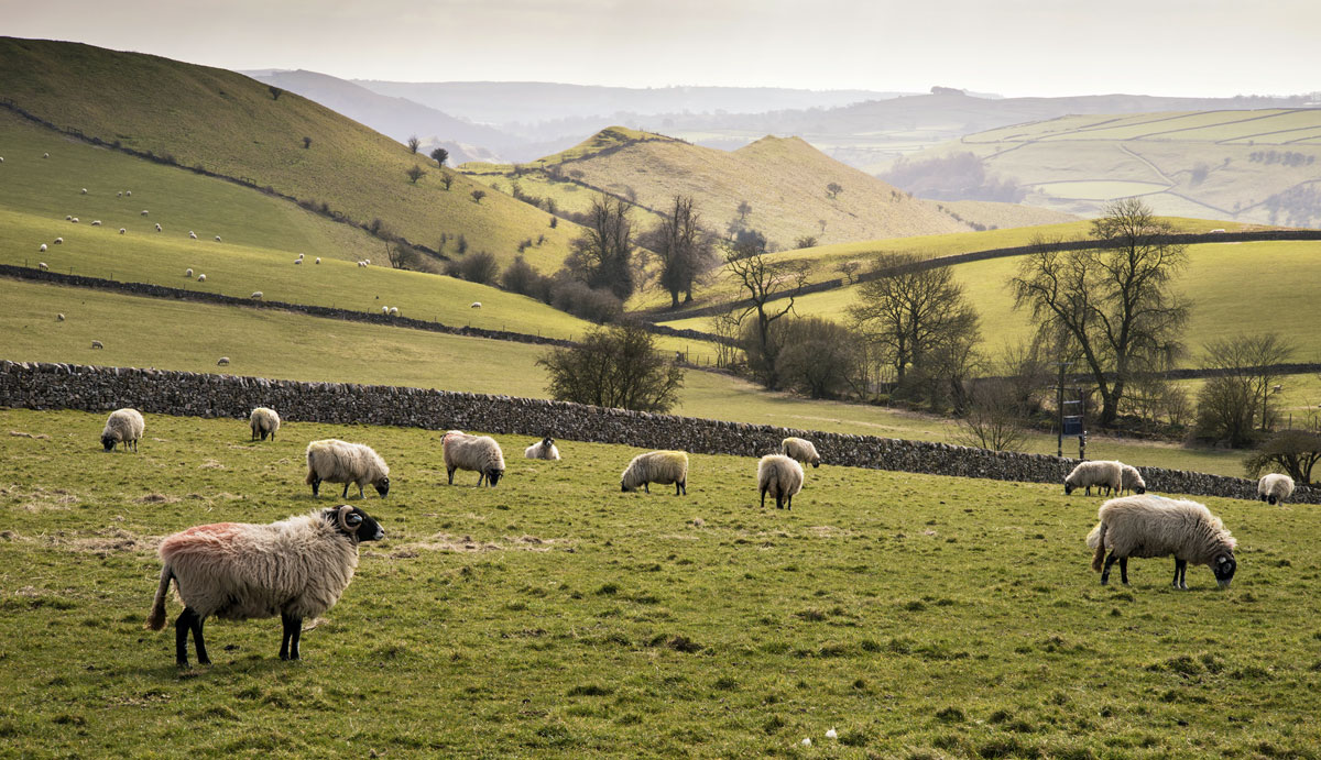Cheshire rural dogs allowed holiday