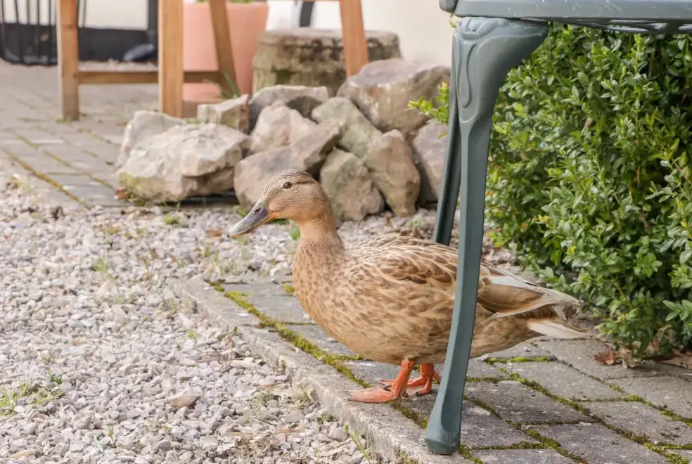 Garden at 5 Wye Rapid Cottages