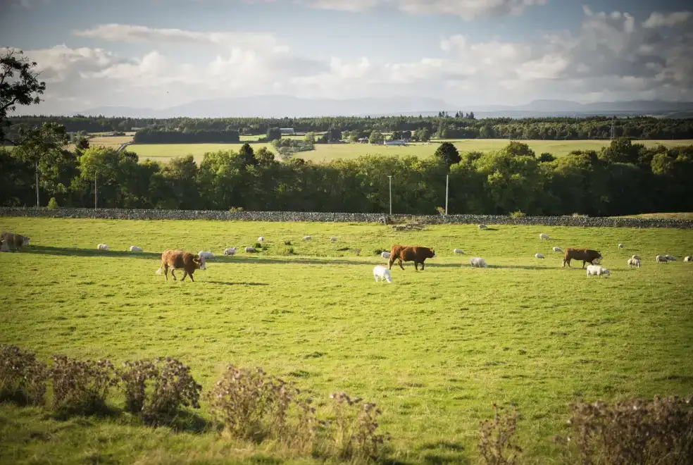 Countryside views at Aurae