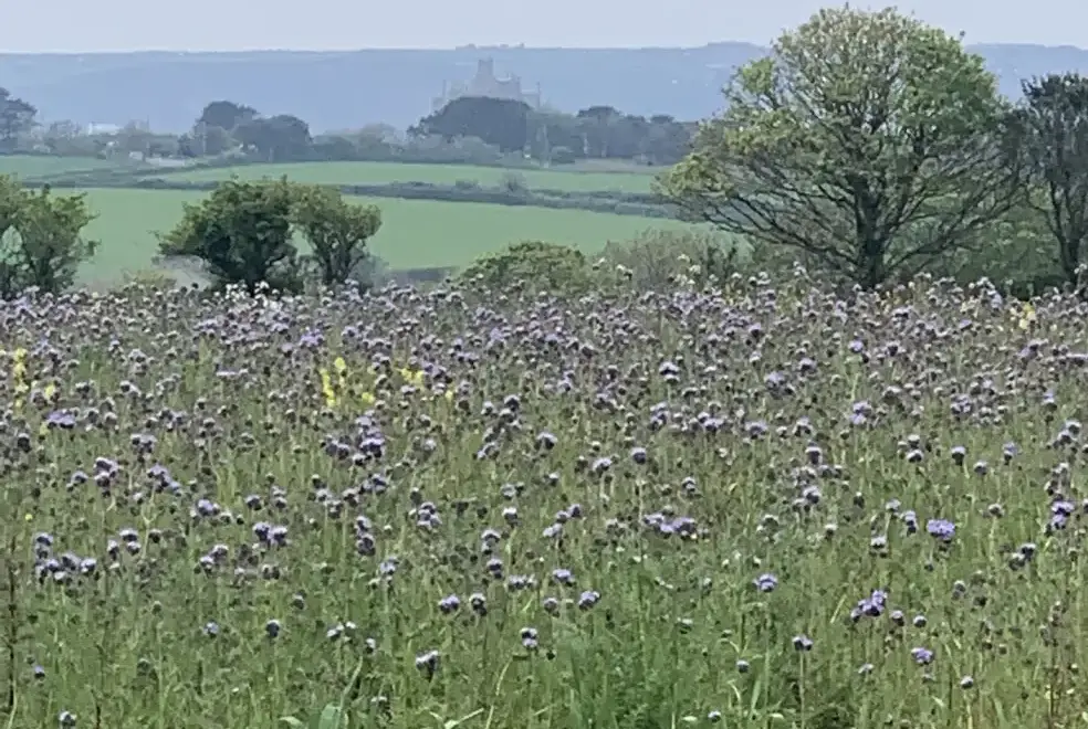 Countryside views at Barlowenath