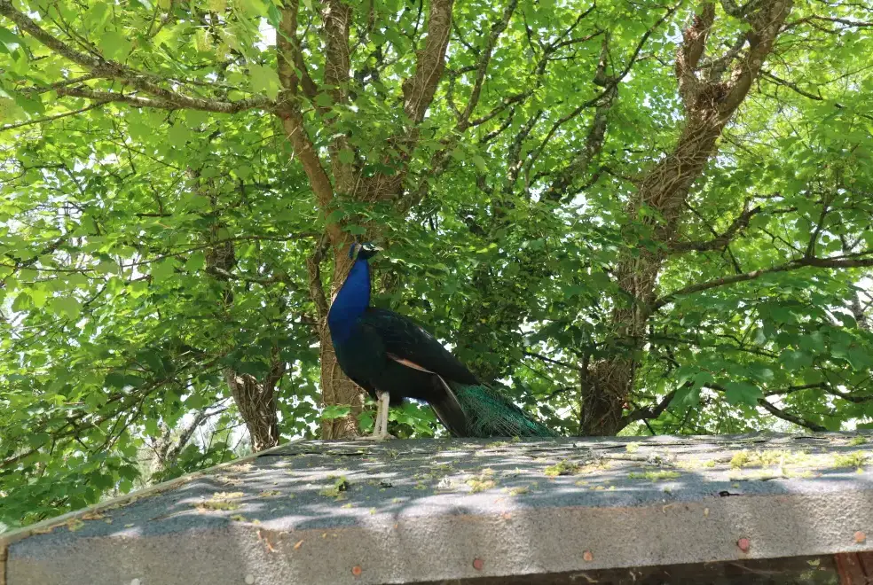 Garden at Beggars Roost
