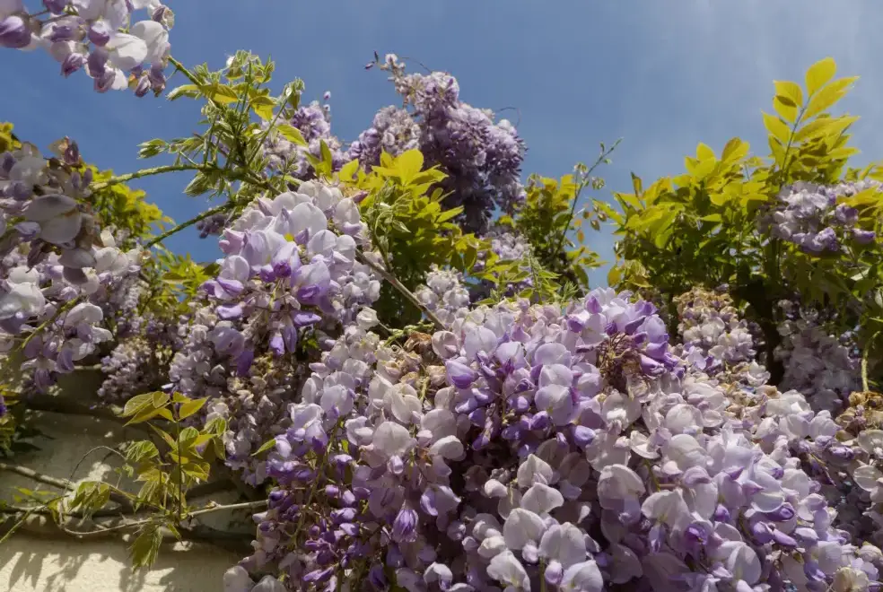 Garden at Bilsham Meadows