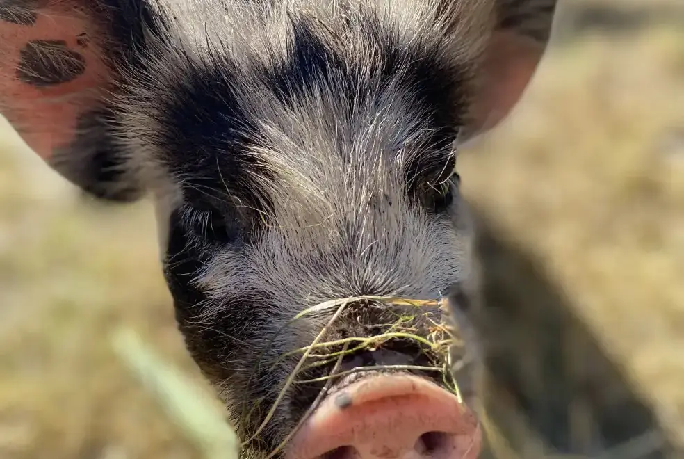 Surrounding area near Blaenpant Mansion