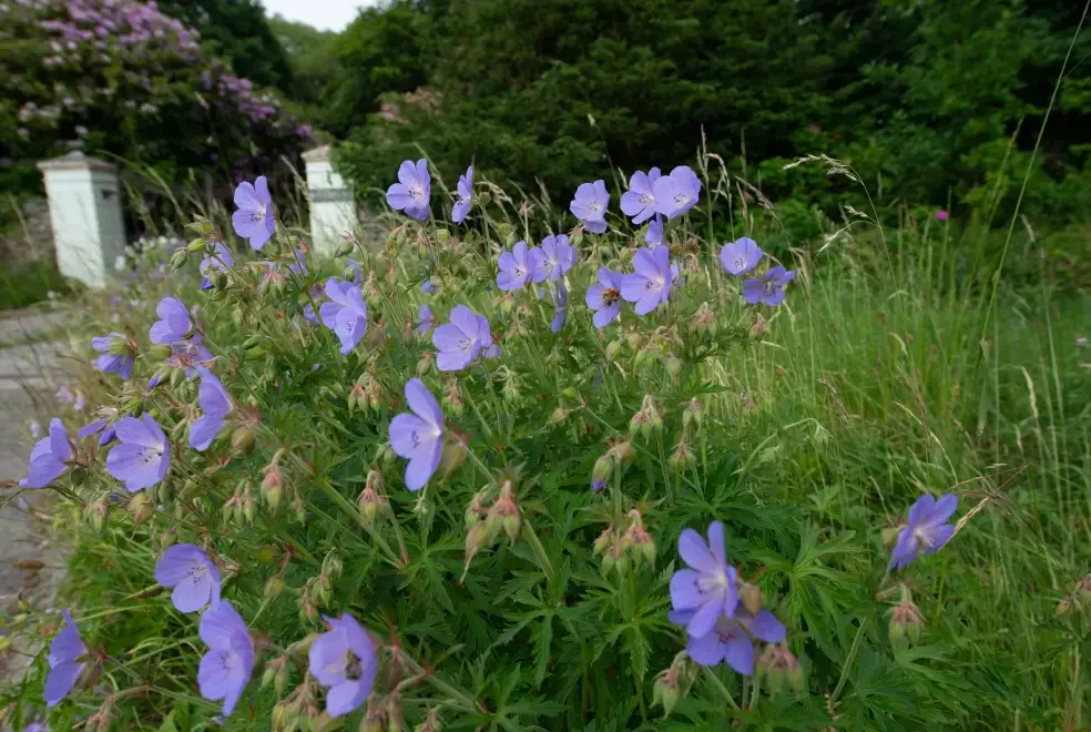 Countryside near Blaenpant Mansion