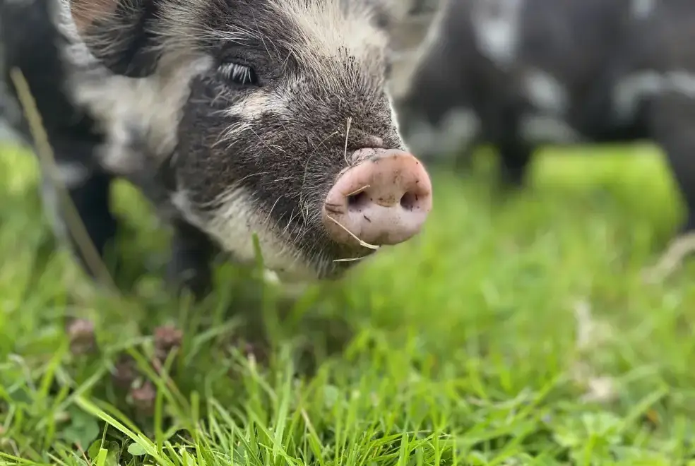 Countryside near Blaenpant Mansion