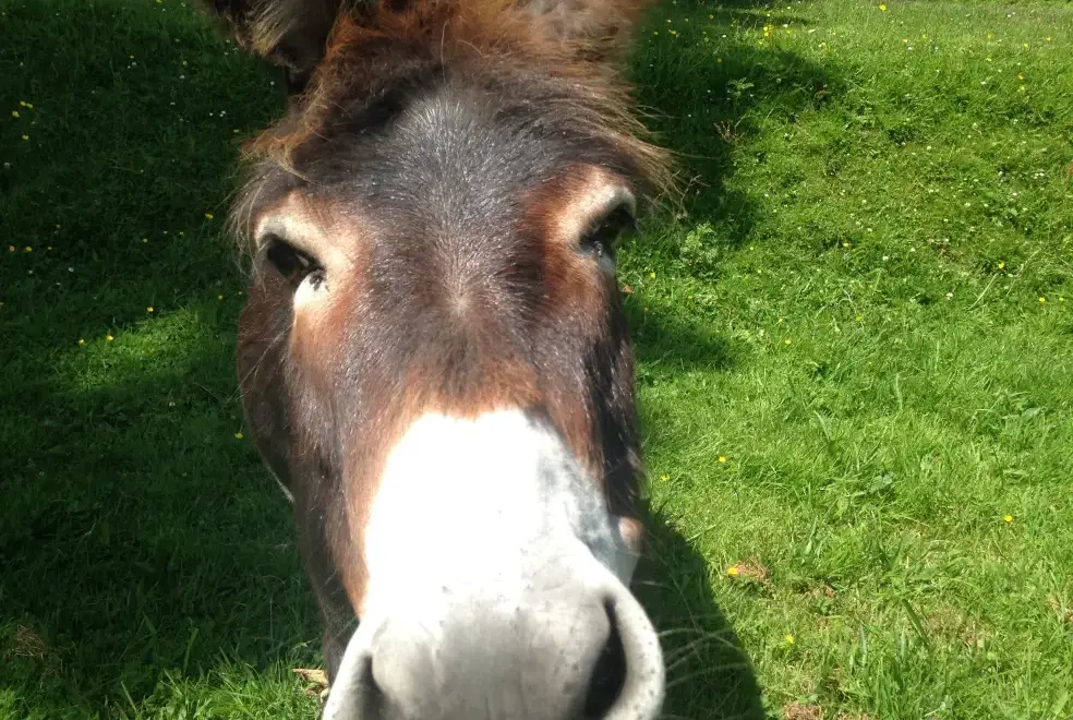 Countryside near Blaenpant Mansion