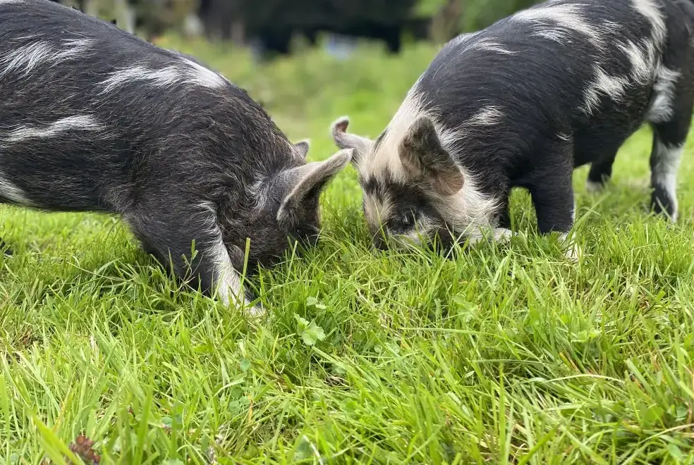 Countryside near Blaenpant Mansion