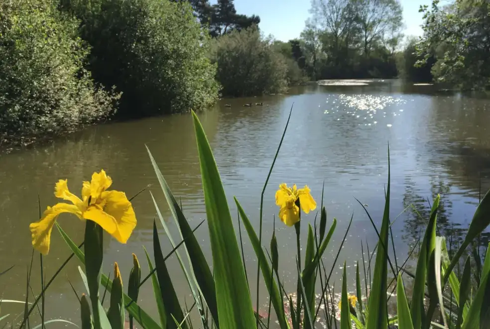 Lake view at Bluebell Lodge