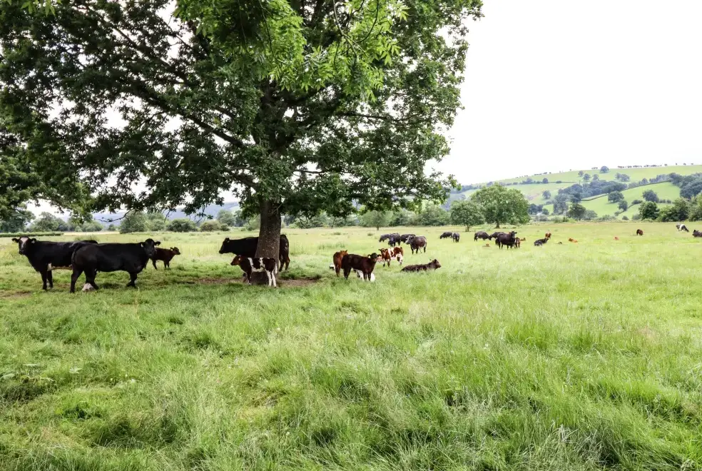Countryside near Bodaioch Hall