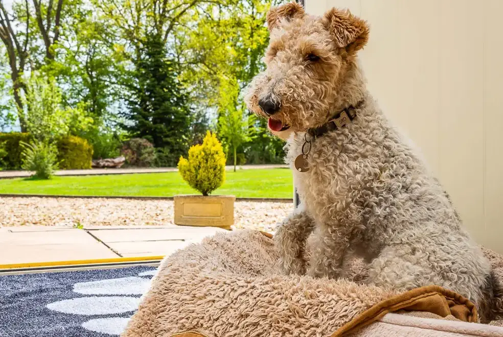 Dogs welcome at Broadleaf Lodge