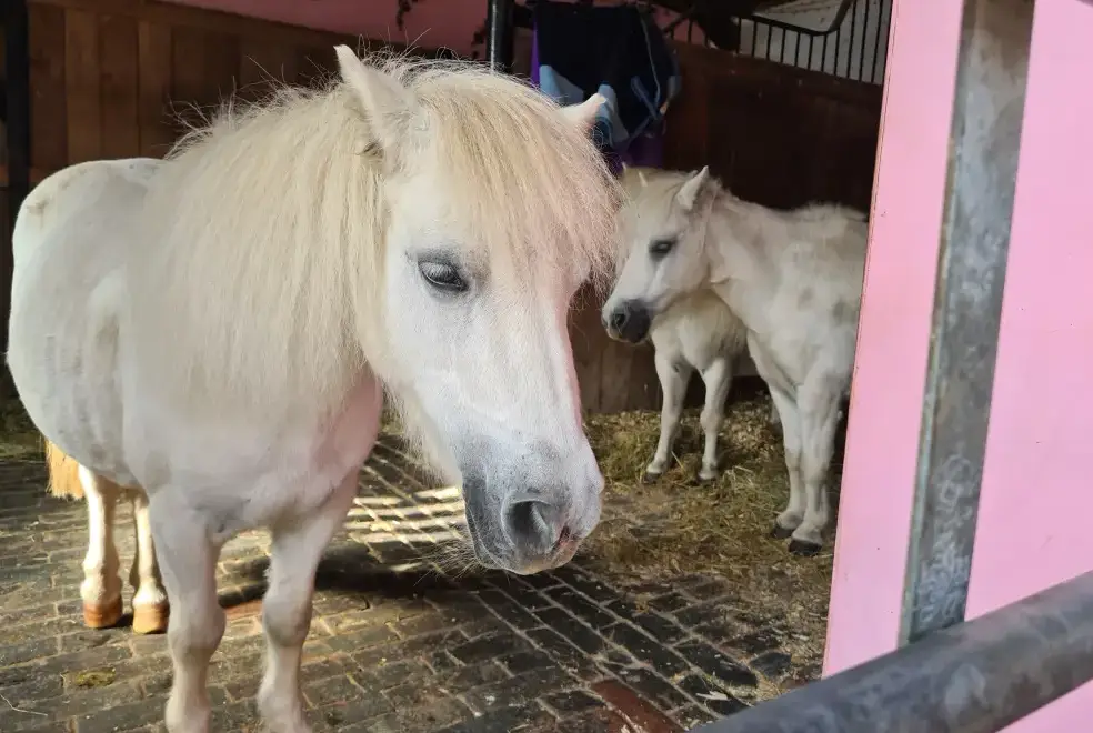 Surrounding area near Buttercups 5 Star Cottage with Indoor Pool, Sports Court & Toddler Play Area