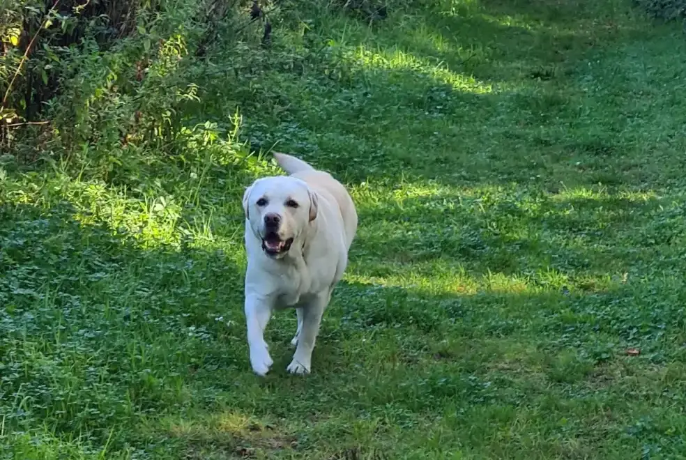 Dogs welcome at Buttercups Haybarn 5 Star Cottage with Indoor Pool, Sports Court & Toddler Play Area