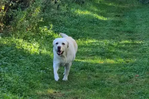Dogs welcome at Buttercups Haybarn 5 Star Cottage with Indoor Pool, Sports Court & Toddler Play Area, Shropshire