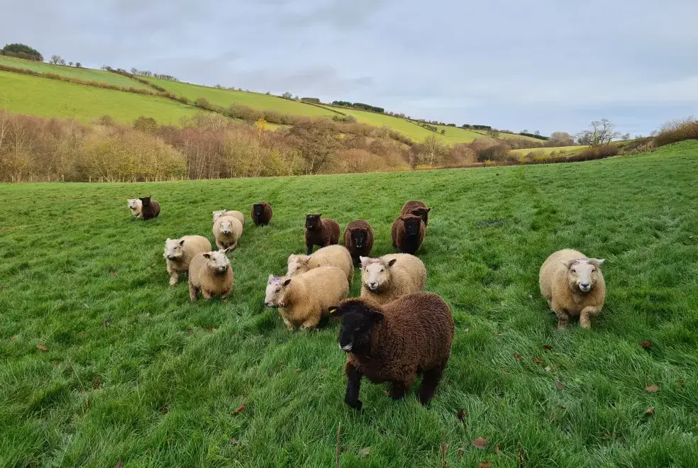 Countryside views at Cefn-nant Lodge
