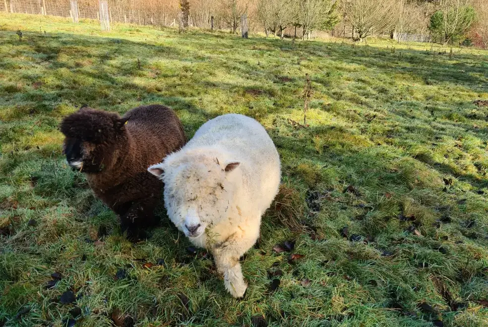 Countryside near Cefn-nant Lodge