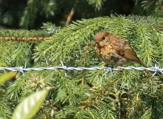 Countryside near Cefn Y Waun - Cottage in the Woods