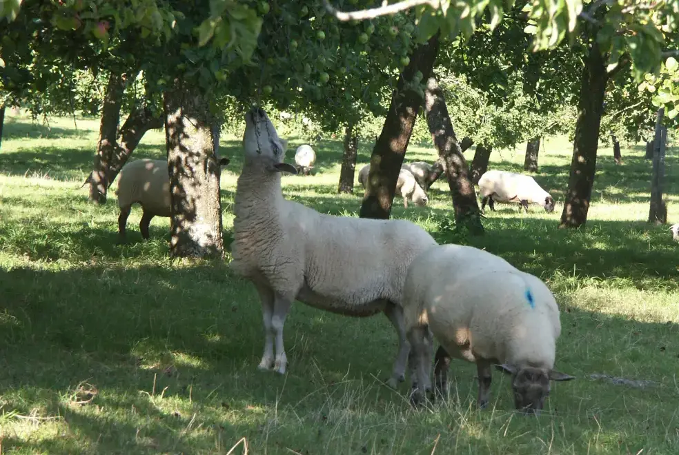 Countryside views at Cider Barrel Cottage