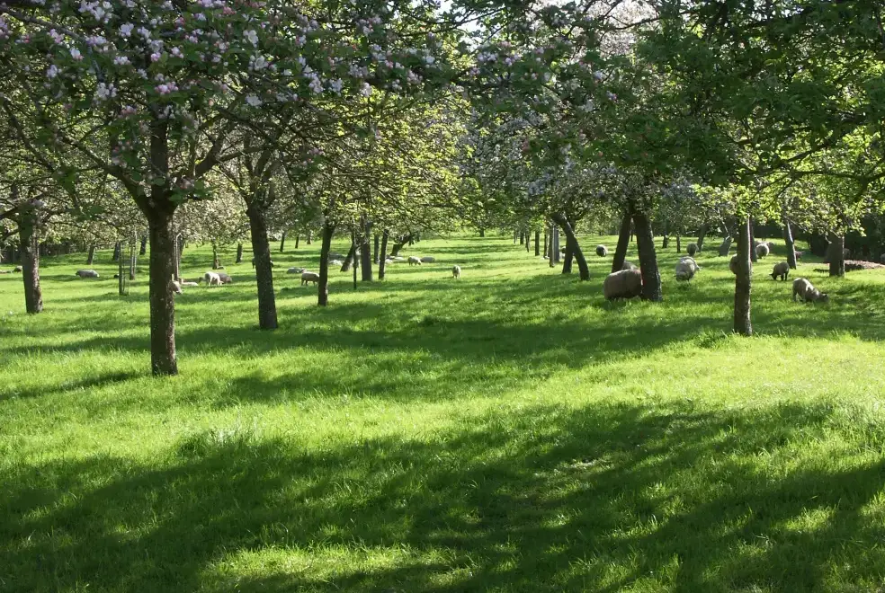 Countryside near Cider Barrel Cottage