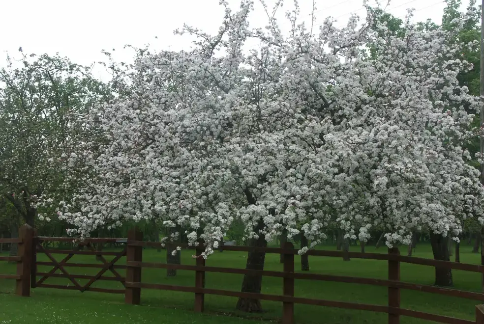 Countryside views at Cider Barrel Cottage