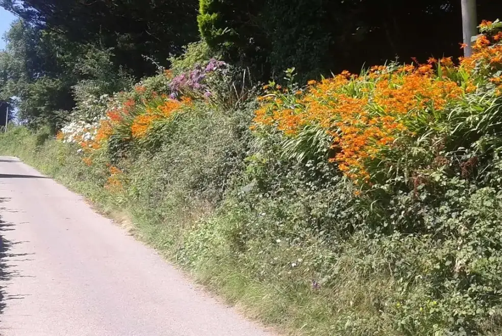 Countryside near Cider House at Nutcombe Cottages