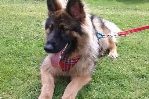 Dogs welcome at Cider House at Nutcombe Cottages, Devon