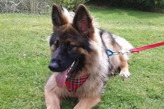 Dogs welcome at Cider House at Nutcombe Cottages