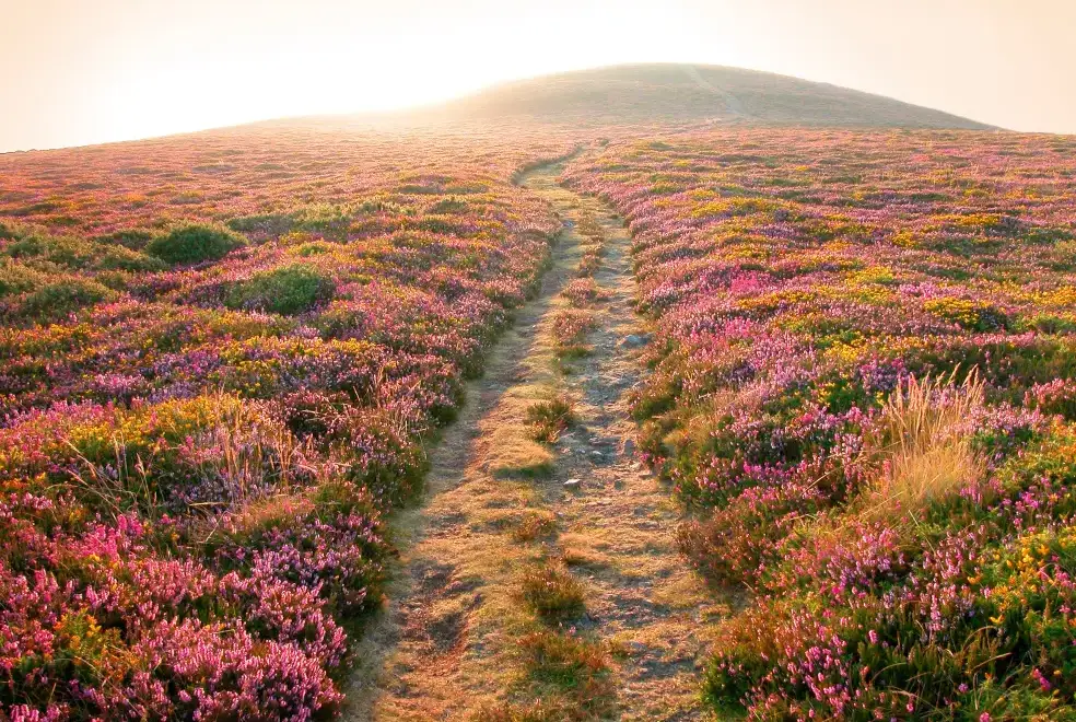 Good walks near Cider House at Nutcombe Cottages