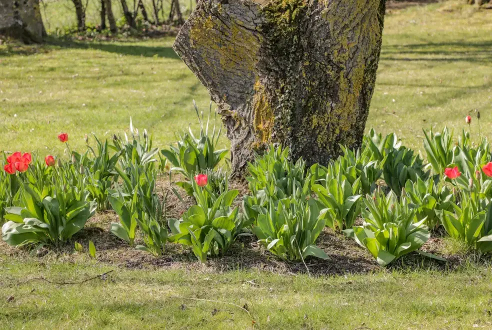Garden at Clock Tower Cottage