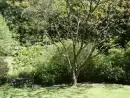 Garden at Coachman's - thumbnail photo